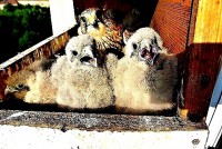 /album/a8-6-2013/hodina-po-snidani-jpg1/